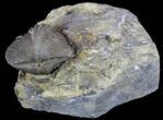 Platystrophia Brachiopod Fossil From Kentucky #35127-1